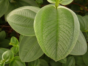 Close-up of fresh green leaves