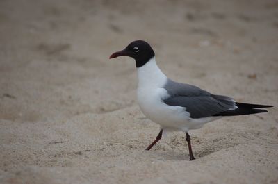 Close-up of seagull perching on sand at beach