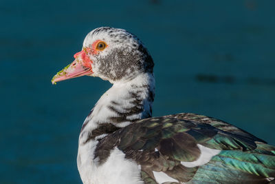 Close-up of bird