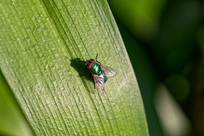 Close-up of fly on leaf