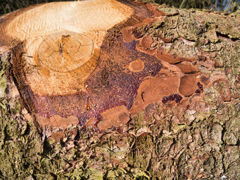 Close-up of tree trunk