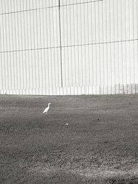 Bird flying over field against sky