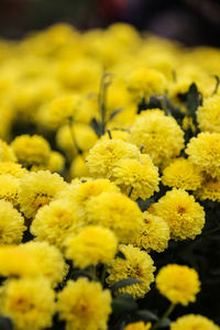 Close-up of yellow flowers