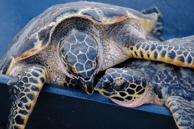 Close-up of a turtle