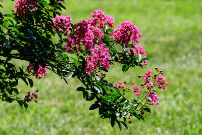Vivid pink flowers of lagerstroemia plant, known as crape myrtle in a summer day in scotland