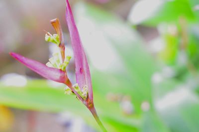 Close-up of pink flowering plant