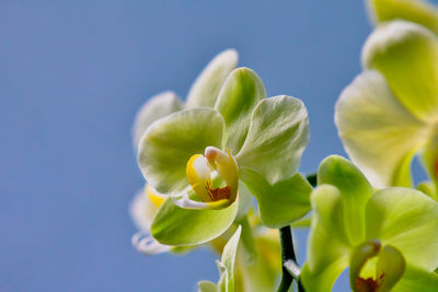 Close-up of flowering plant