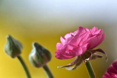 Close-up of pink flowering plant