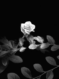 Close-up of roses against black background