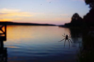 Close-up of silhouette spider against sky during sunset