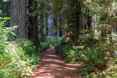 Footpath amidst trees in forest