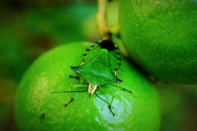 Close-up of insect on lemon tree