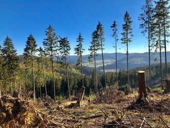 Pine trees in forest against blue sky