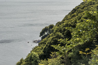 High angle view of tree by sea