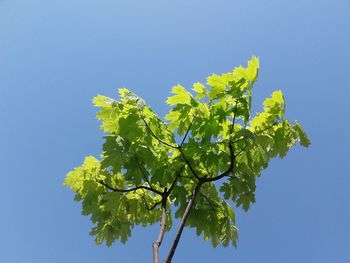 Low angle view of tree against clear blue sky