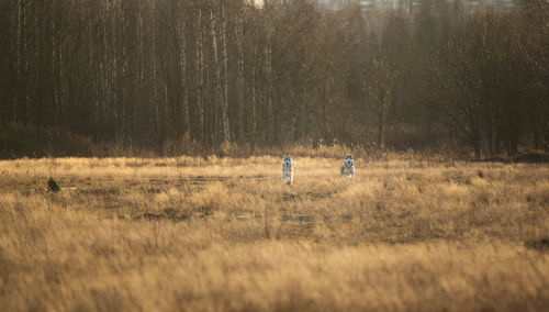 People on field by trees