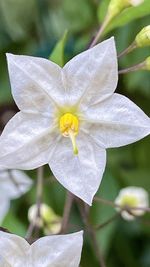 Close-up of white flowering plant