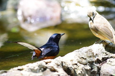 bird