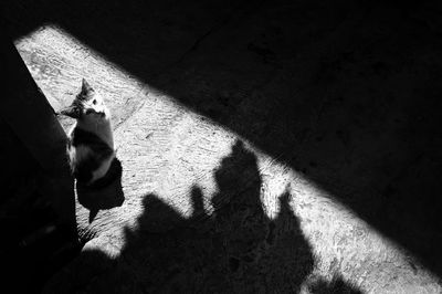 High angle view of shadow on zebra