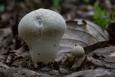 Close-up of mushroom growing on field