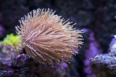 Close-up of coral in sea