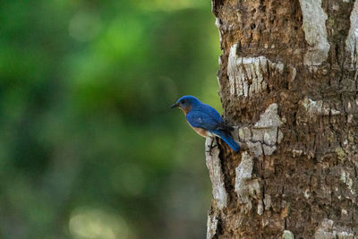 Close-up of bird perching on tree trunk