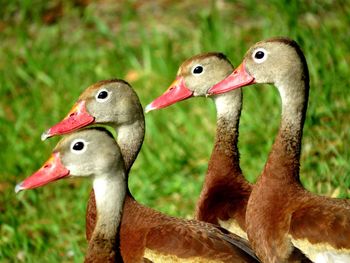 Close-up of duck