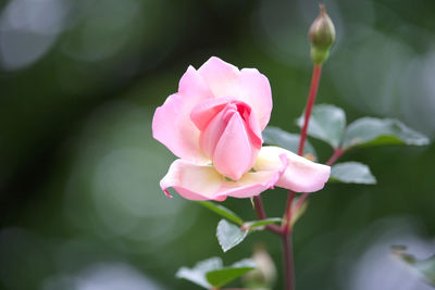 Close-up of pink rose