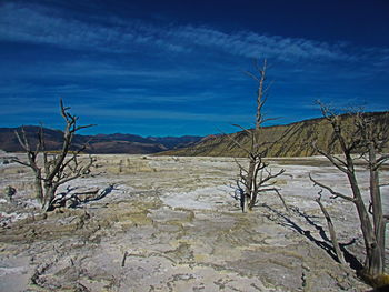 Bare trees on landscape against blue sky