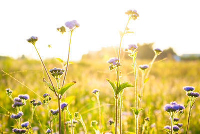 Flowers blooming in field against sky