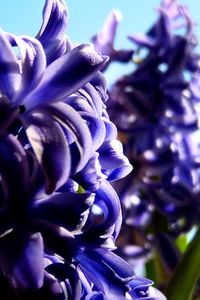 Close-up of purple blue flower