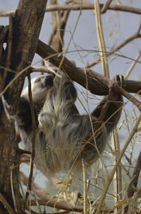 Three towed sloth hanging from a three toed sloth.