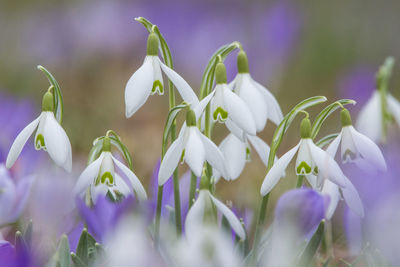 Close-up of purple flowering plants