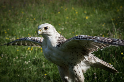 Close-up of falcon on grassy field