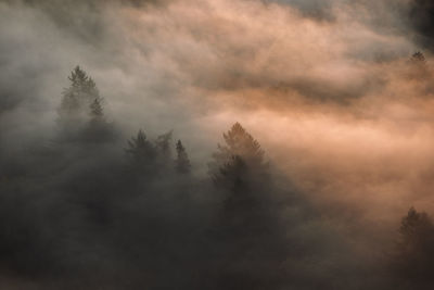Landscape of high mountains and forests. the sun rays are shining through the fog.