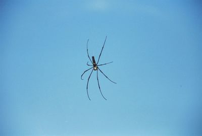 Close-up of insect against clear blue sky