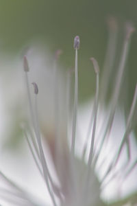 Close-up of flower