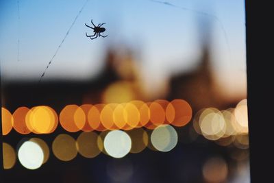 Close-up of spider flying against sky