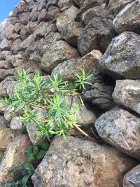 Close-up of cactus