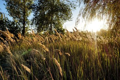Scenic view of grassy field