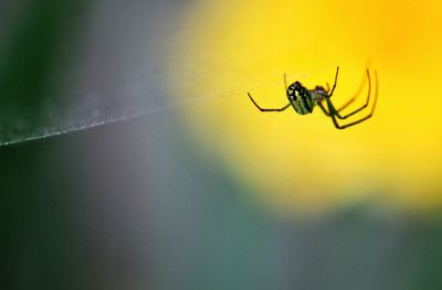 Close-up of spider on web against sky