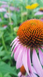 Close-up of fresh purple coneflower blooming outdoors