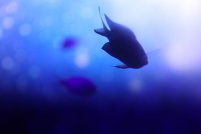 Close-up of fish swimming in aquarium
