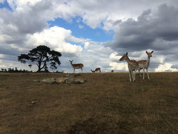 Low angle view of deer on hill against cloudy sky