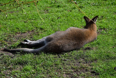 Side view of lion relaxing on field