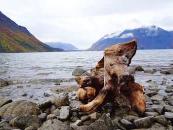 Driftwood on rock by sea against sky