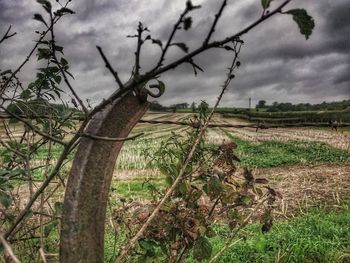 Close-up of farm against sky