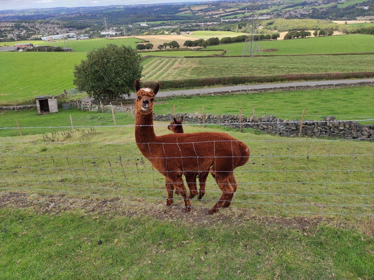 HORSE ON FIELD