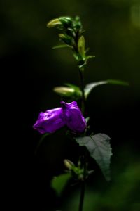 Close-up of pink rose flower against black background