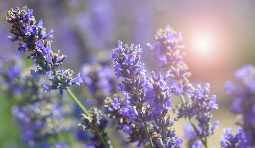 Lavender bushes closeup on sunset. sunset gleam over purple flowers of lavender.